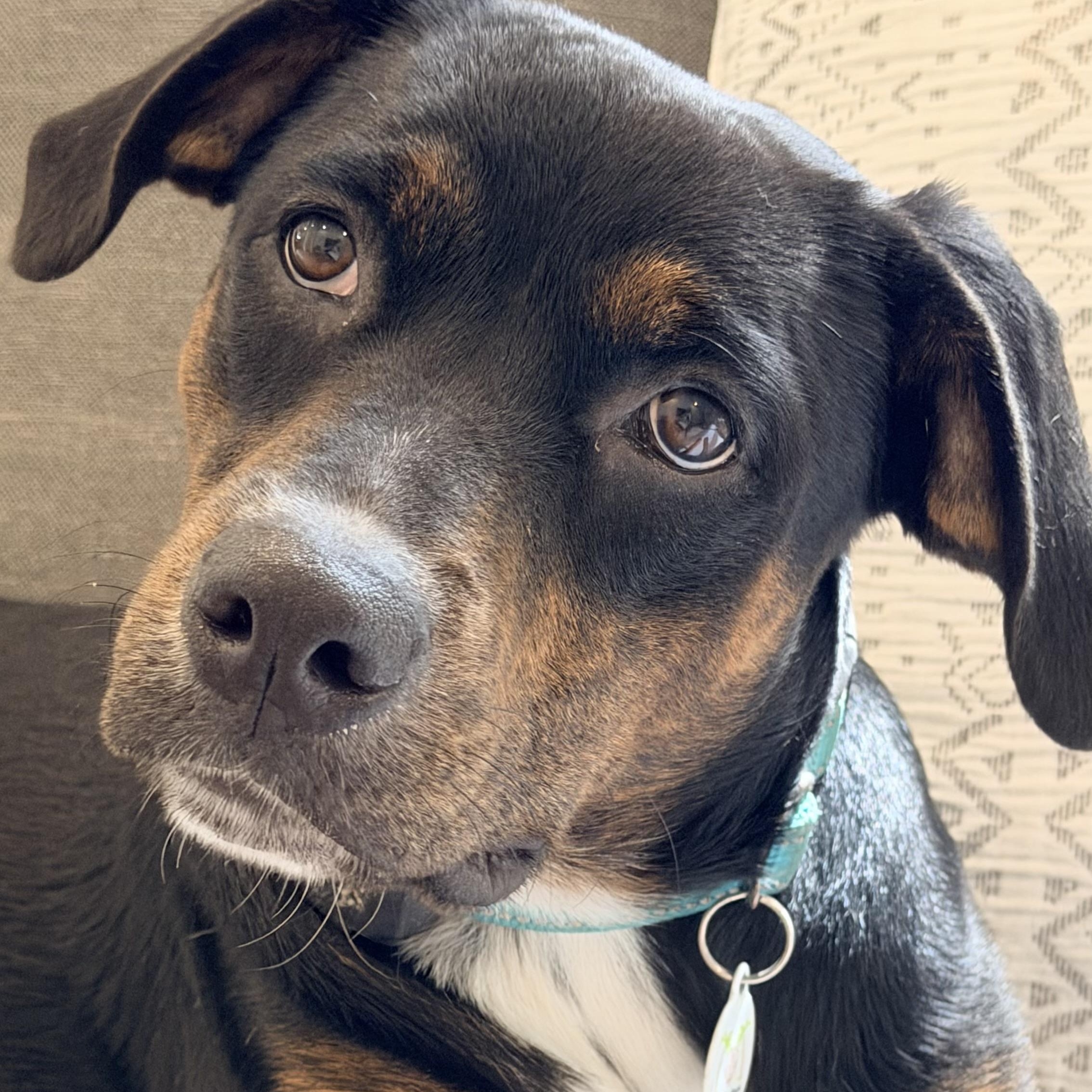 Enlarge Gentle Luci, a Adoptable mixed breed in Lake Forest, IL image 1/6
