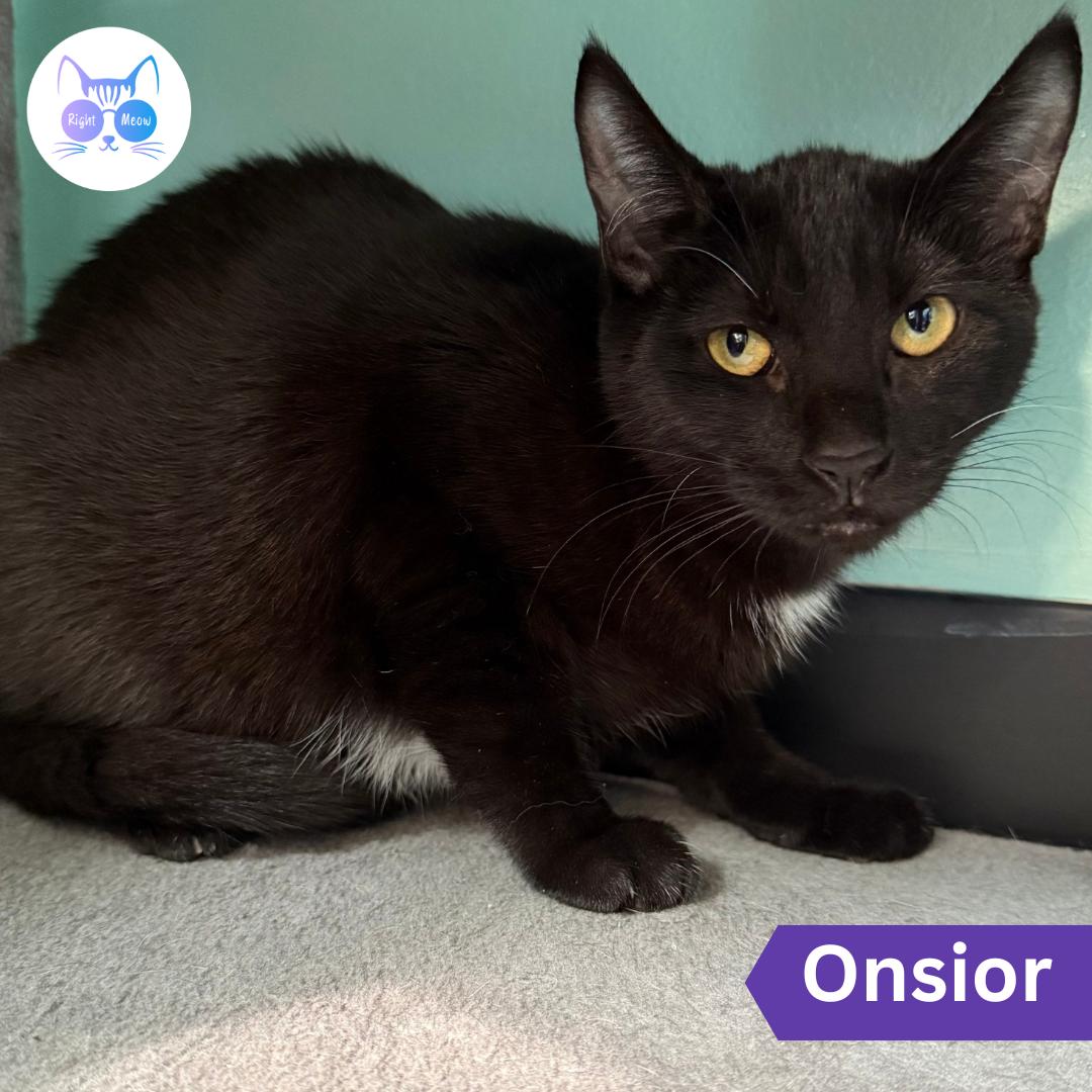 Onsior, Adoptable, Young Female Domestic Short Hair.