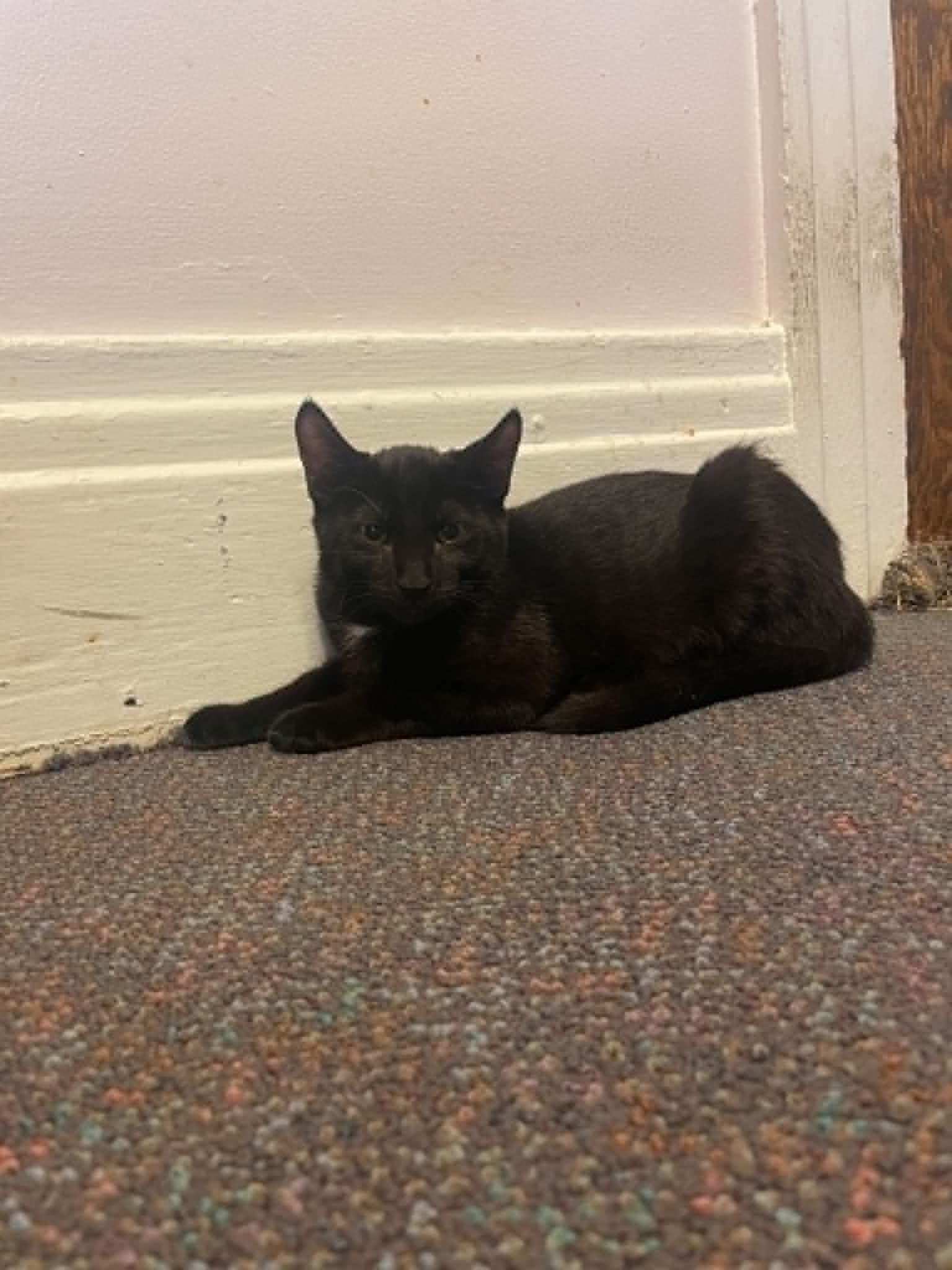 Enlarge Onsior, a Adoptable Domestic Short Hair in Penfield, NY image 2/4