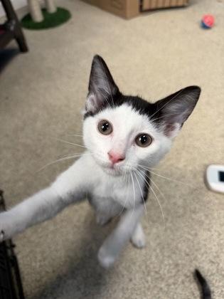 Enlarge Cappy, a Adoptable mixed breed in Harbor Springs, MI image 1/3
