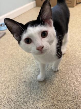 Enlarge Cappy, a Adoptable mixed breed in Harbor Springs, MI image 2/3