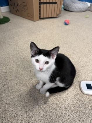 Enlarge Cappy, a Adoptable mixed breed in Harbor Springs, MI image 3/3
