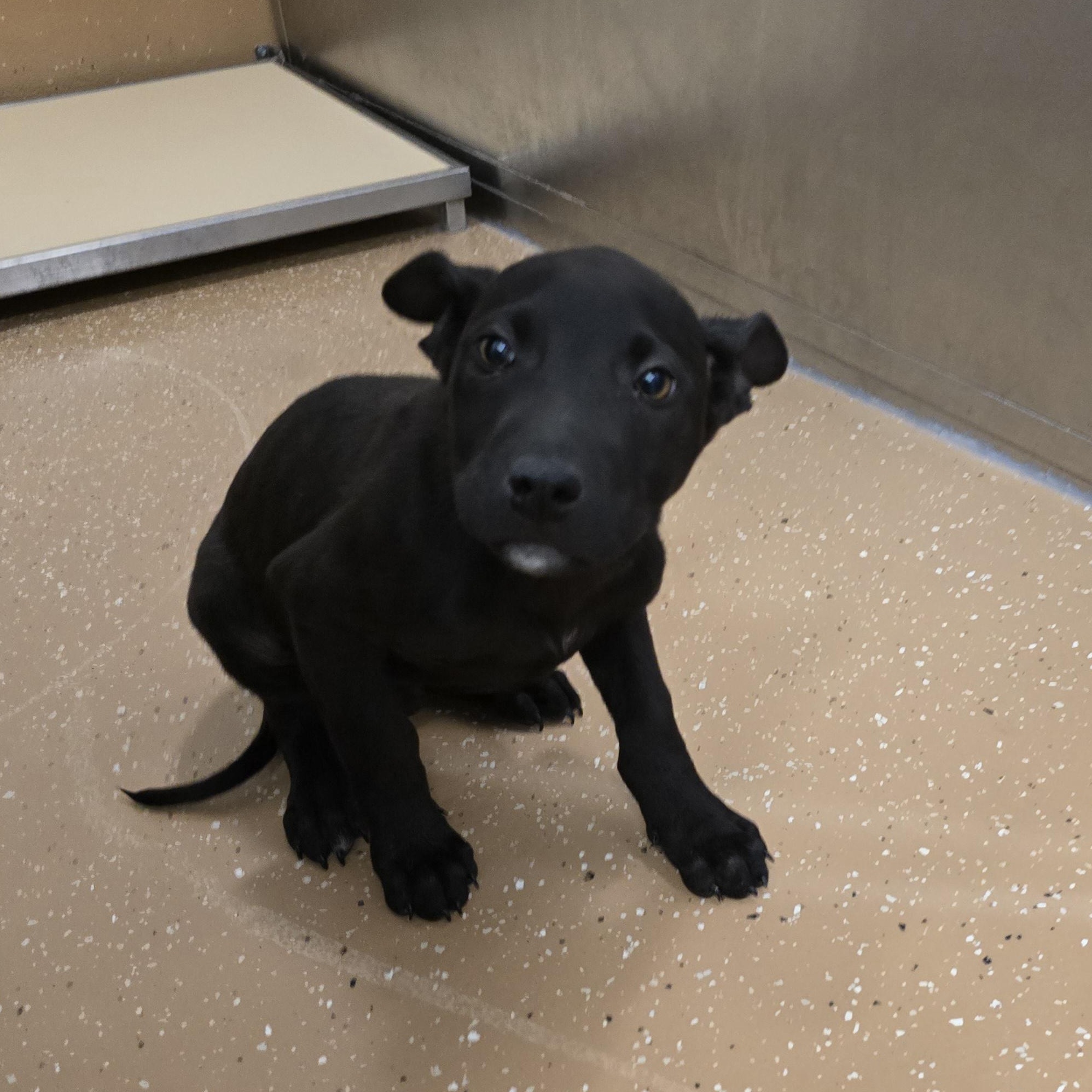 Vecna, adoptable, Puppy Male Shepherd.