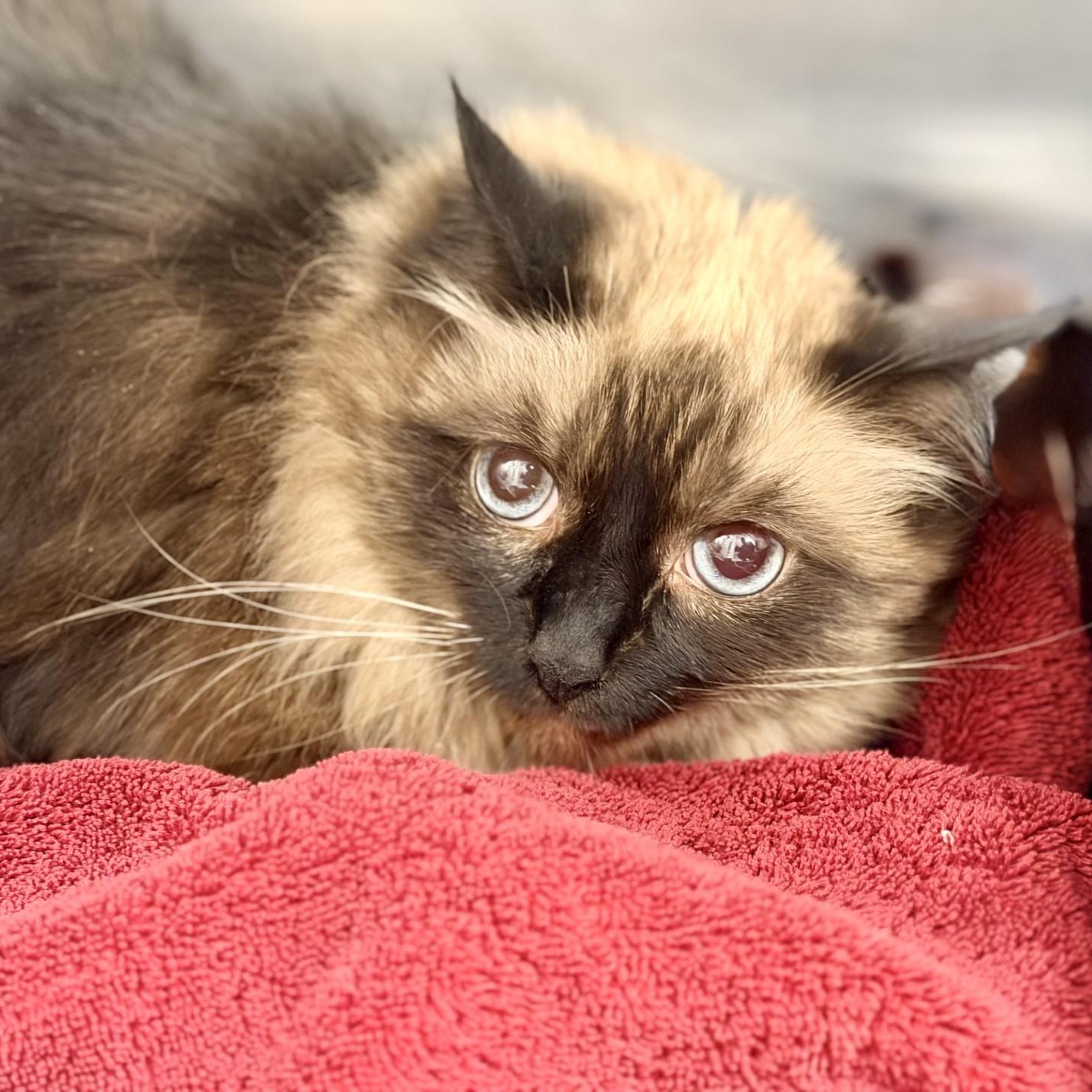 Acacia, Adoptable, Adult Female Himalayan.