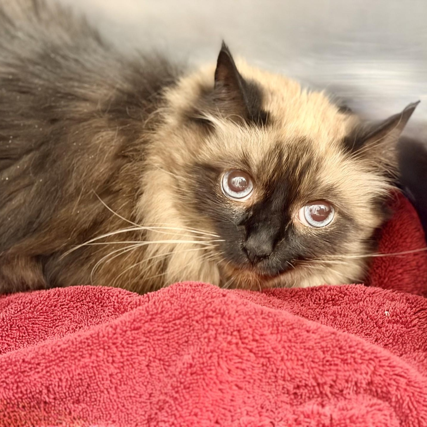 Enlarge Acacia, a Adoptable Himalayan in Manahawkin, NJ image 2/2