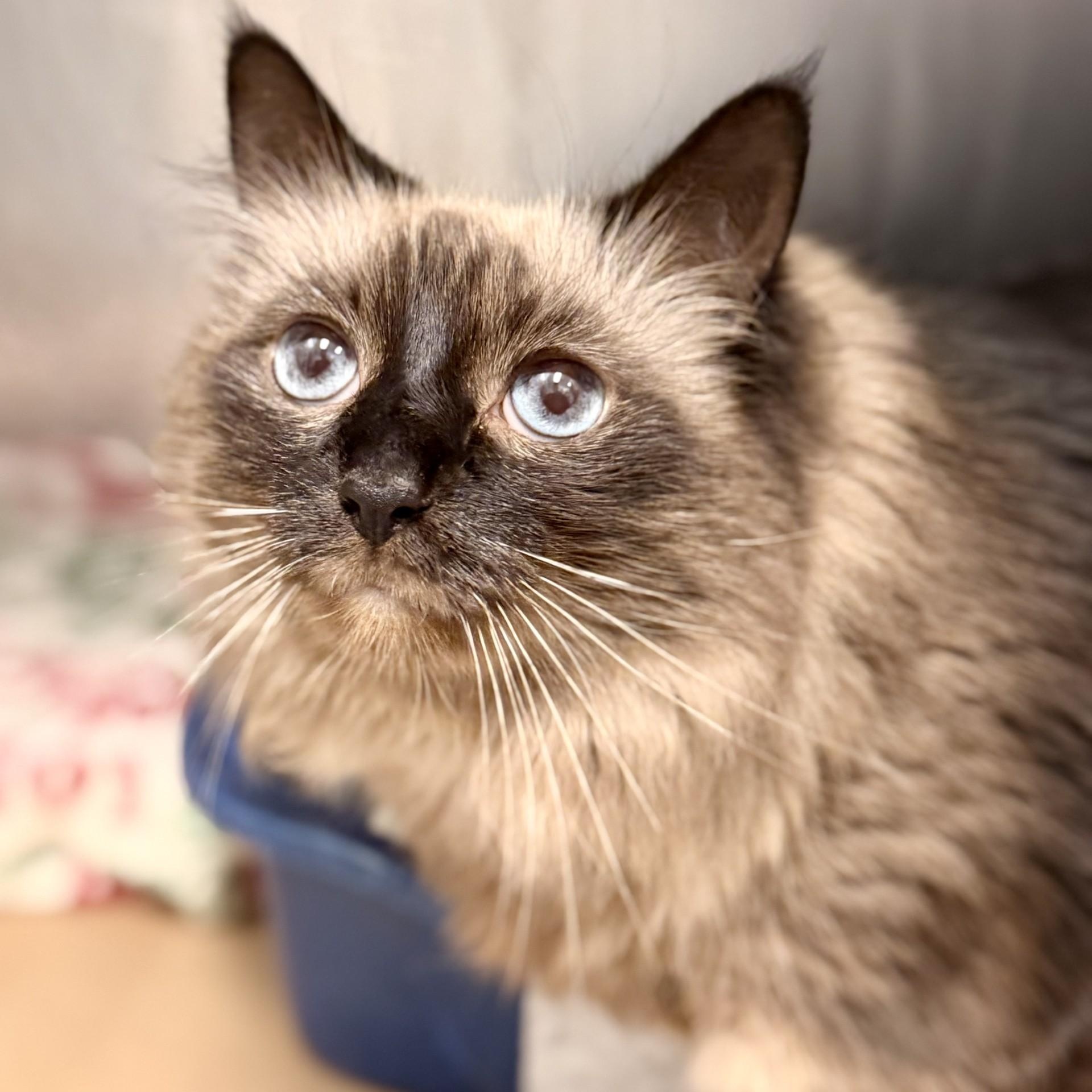 Acacia, Adoptable, Adult Female Himalayan.