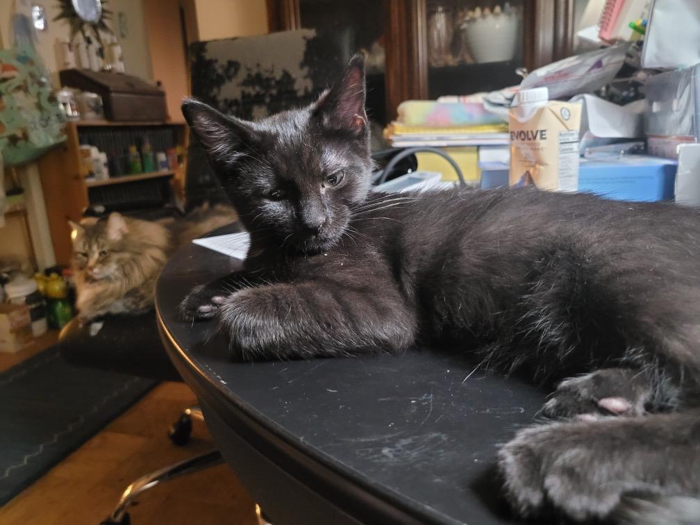 Enlarge Johny, a ADOPTABLE Domestic Short Hair in Beltsville, MD image 5/6