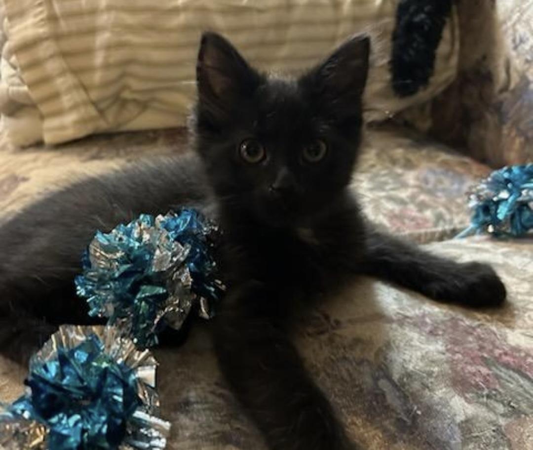 Johny, ADOPTABLE, Kitten Male Domestic Short Hair.