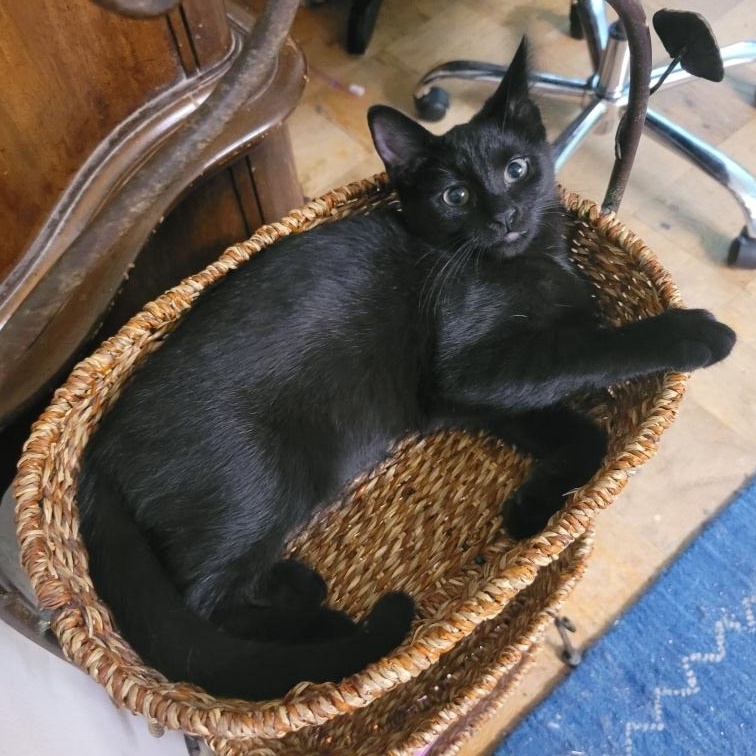 Enlarge Johny, a ADOPTABLE Domestic Short Hair in Beltsville, MD image 1/6