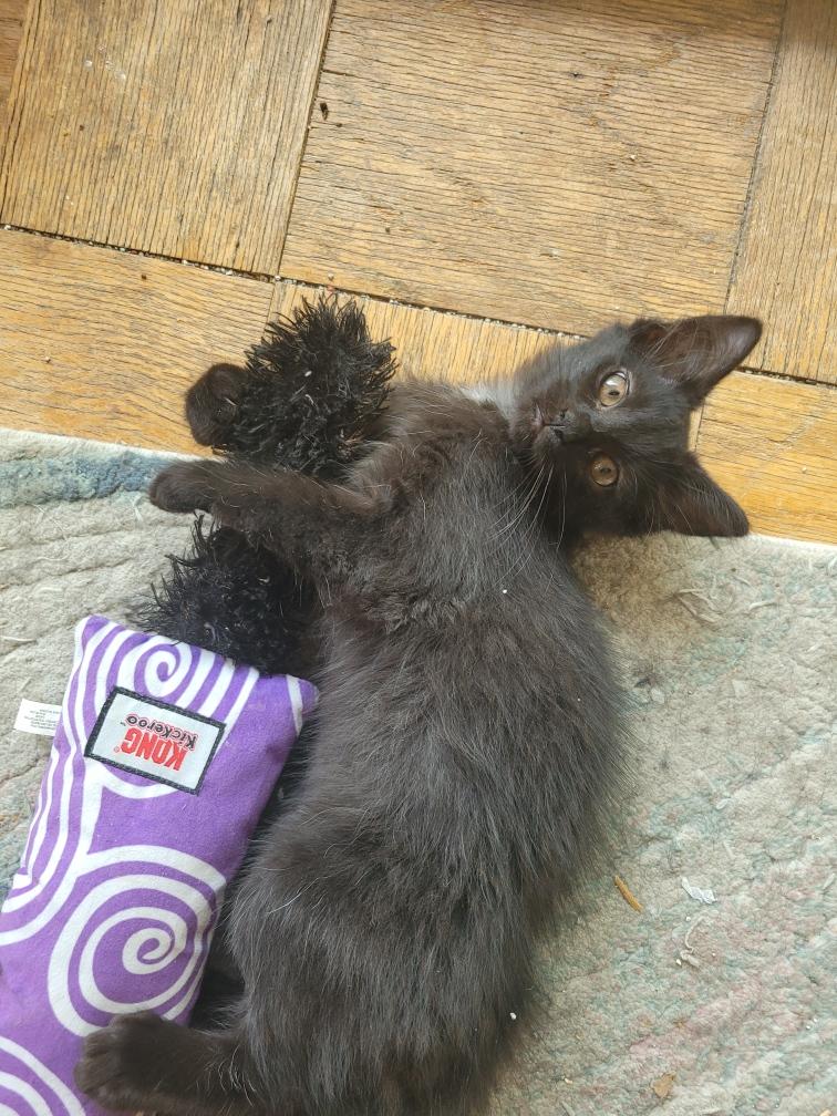 Enlarge Johny, a ADOPTABLE Domestic Short Hair in Beltsville, MD image 2/5
