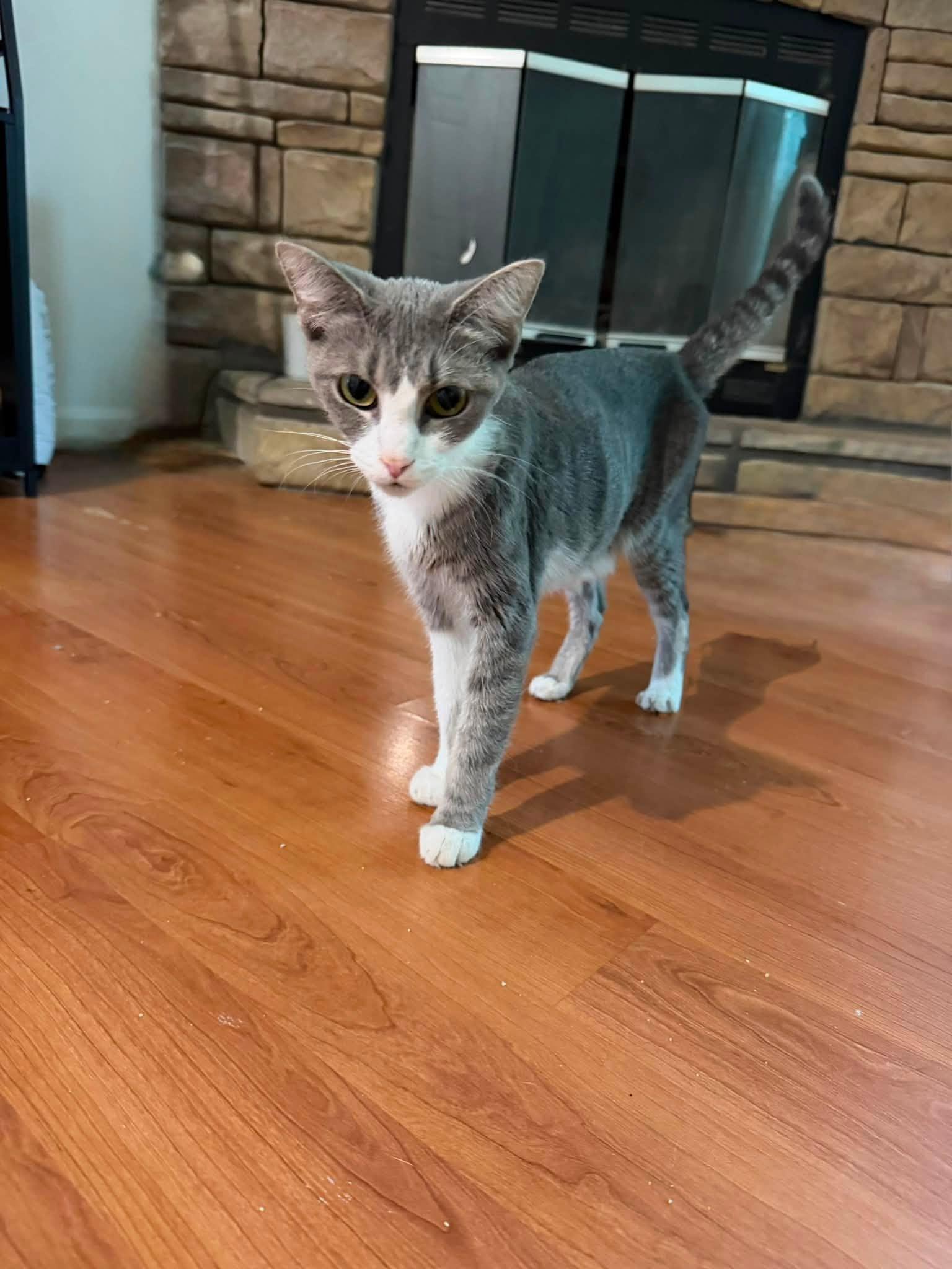 Junei B, ADOPTABLE, Kitten Female Domestic Short Hair.
