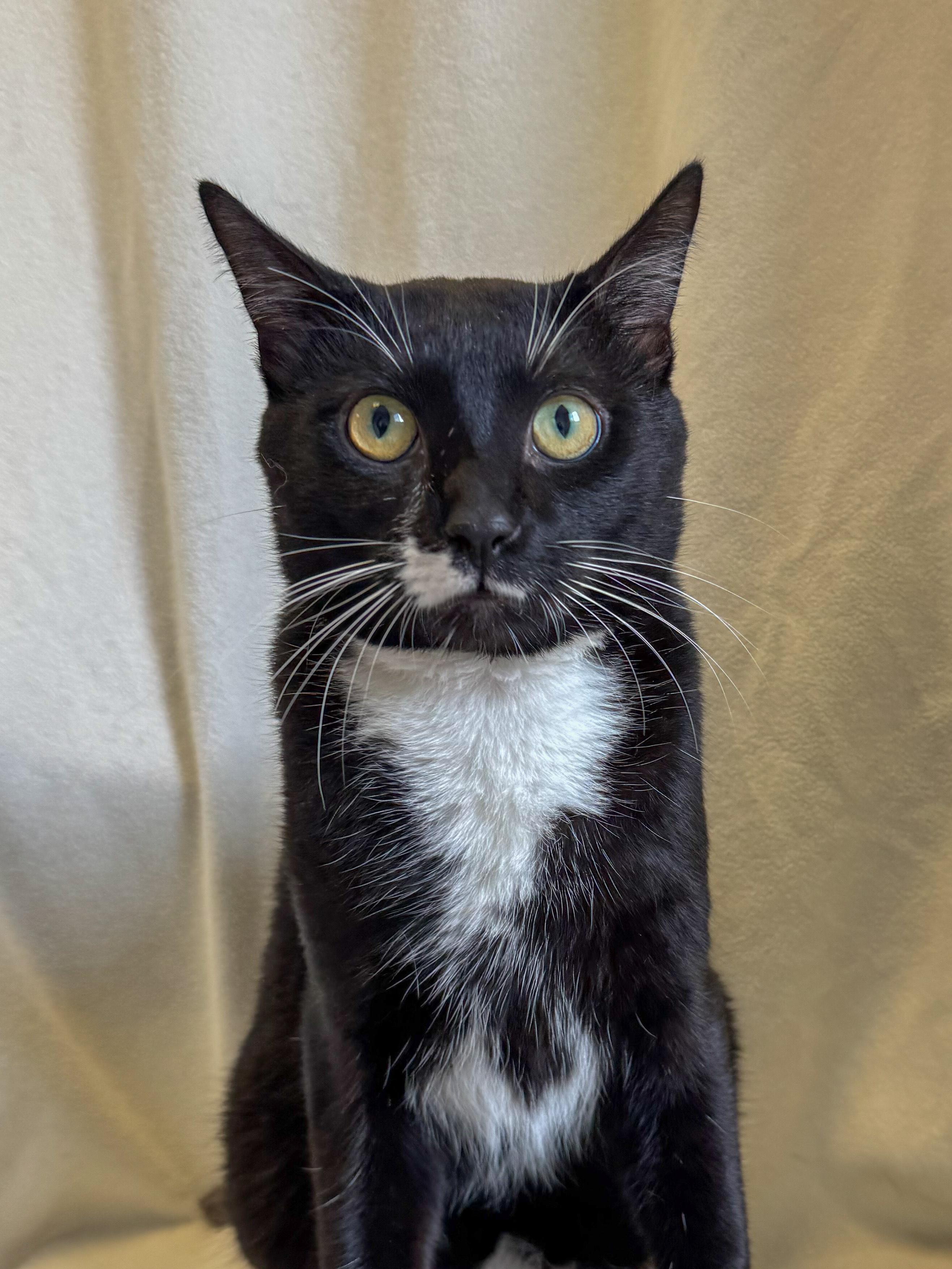 Enlarge Simba, an adoptable Domestic Short Hair in Buffalo, MN image 1/1