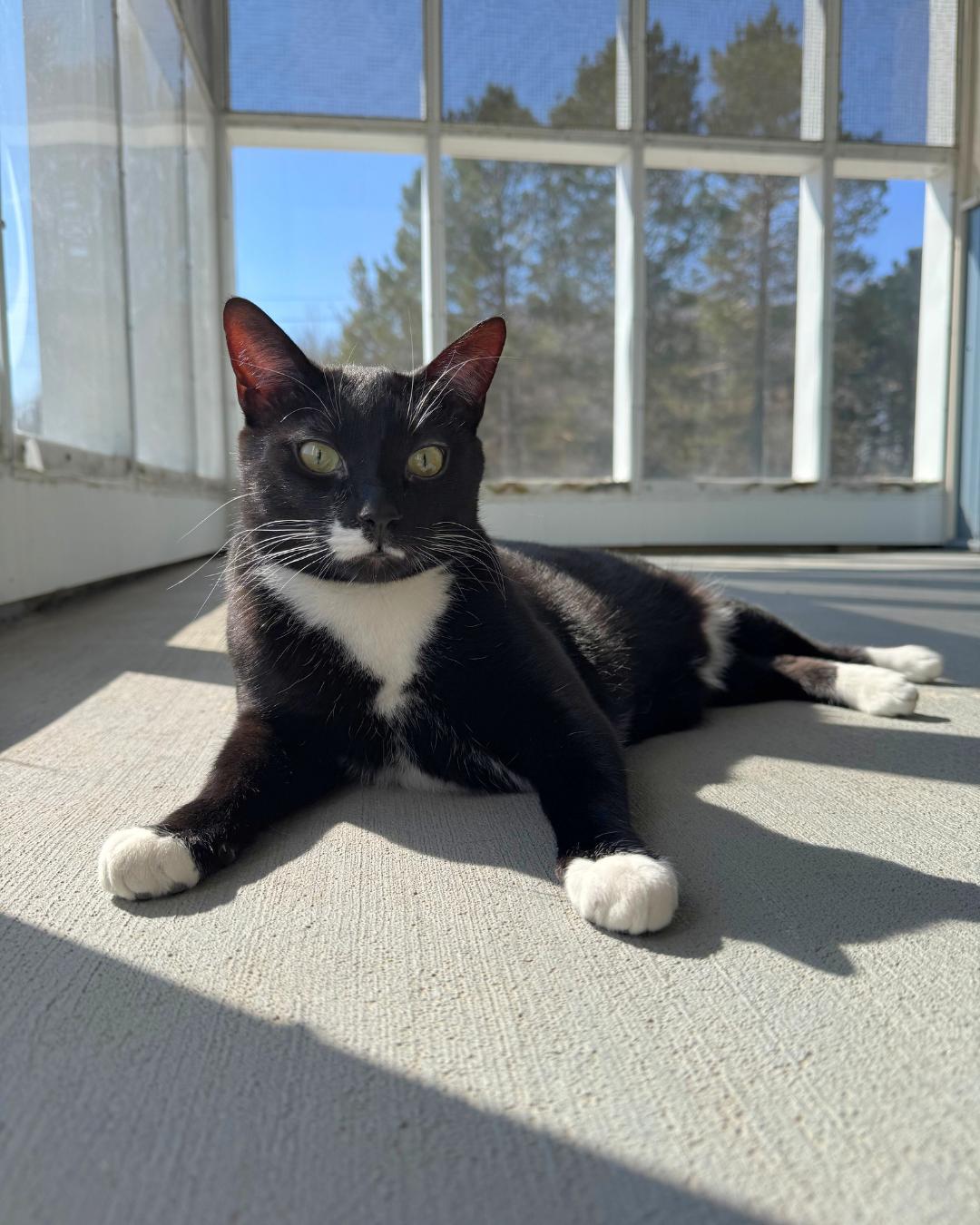 Enlarge Simba, an adoptable Domestic Short Hair in Buffalo, MN image 1/1