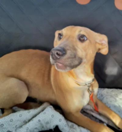 Daisy, ADOPTABLE, Young Female Pit Bull Terrier & Labrador Retriever.