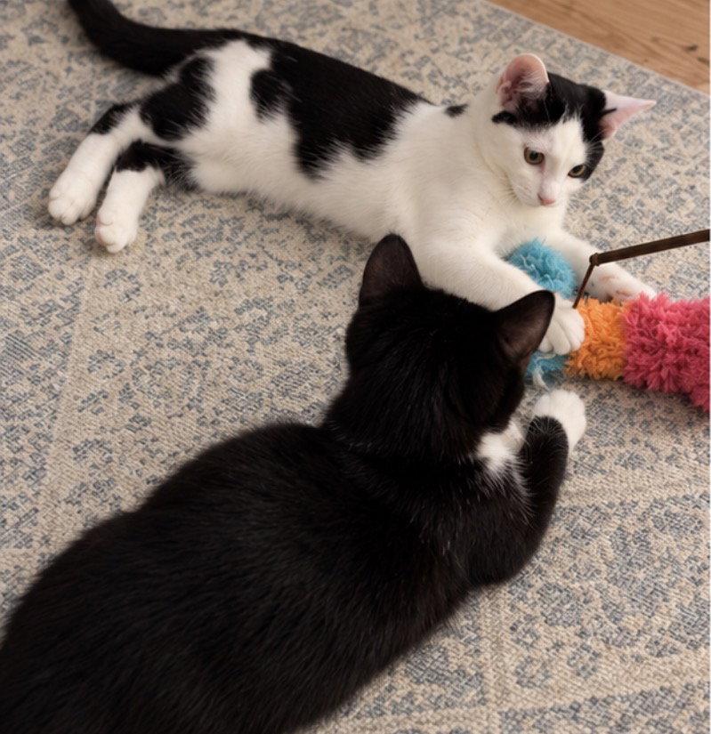 Rosie, Adoptable, Kitten Female Tuxedo.