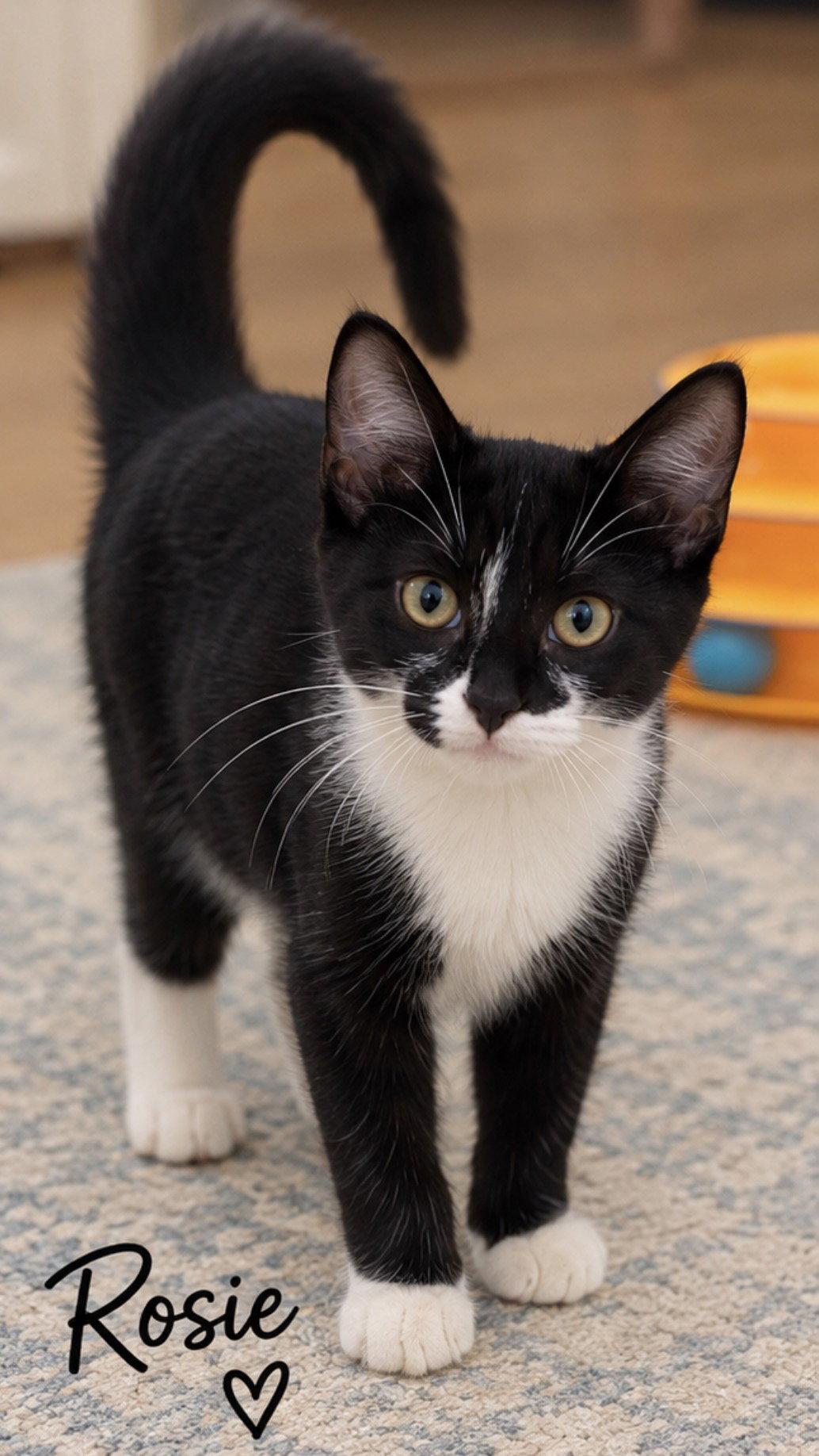 Enlarge Rosie, a Adoptable Tuxedo in Cuyahoga Falls, OH image 2/3