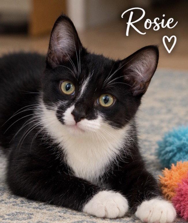 Enlarge Rosie, a Adoptable Tuxedo in Cuyahoga Falls, OH image 3/3