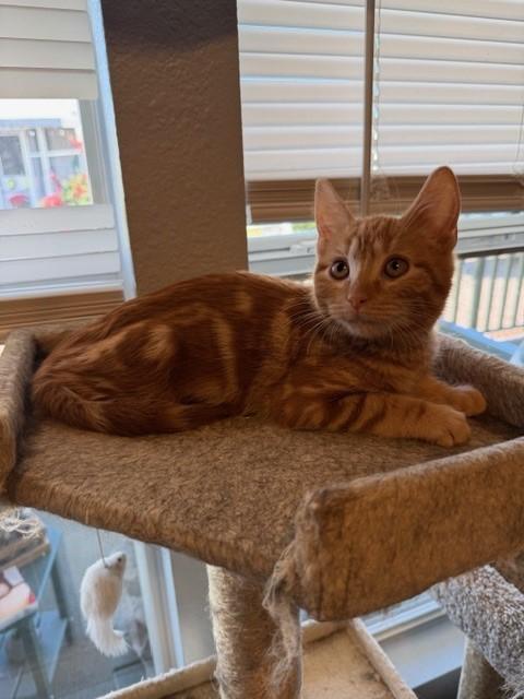 Flame, an adopted mixed breed in Mesa, AZ image 1/2