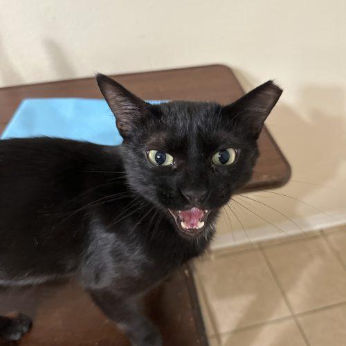 Thaddius Midnight, adopted, Kitten Male Bombay & Domestic Short Hair.