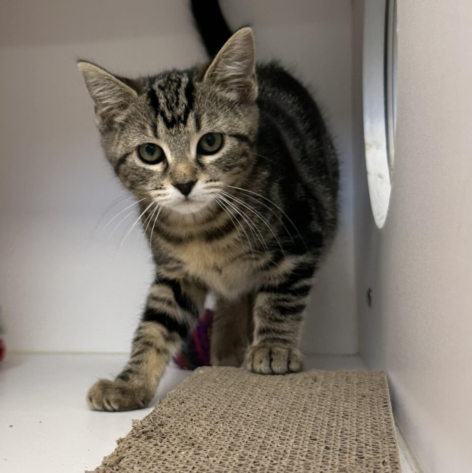 Aster (ID 52320), adoptable, Kitten Female Domestic Short Hair.