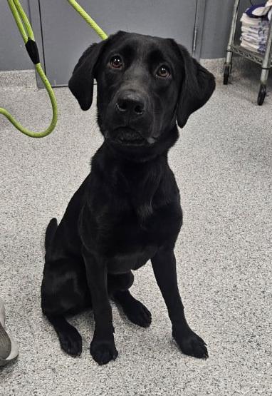 Lydia - 25274, Adoptable, Puppy Female Labrador Retriever.