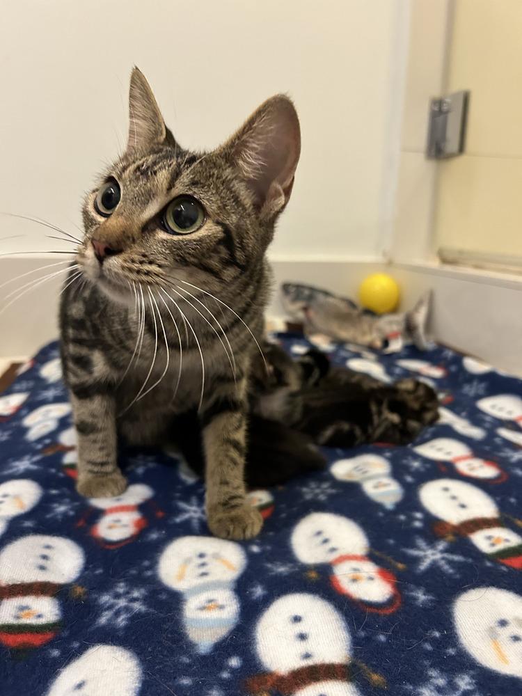 Peach, Adoptable, Young Female Domestic Short Hair.