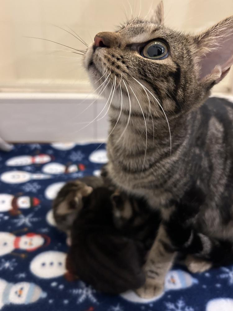 Peach, a Adoptable Domestic Short Hair in Hudson, NH image 2/4