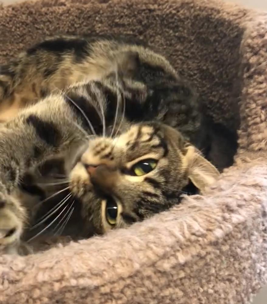 Peach, a Adoptable Domestic Short Hair in Hudson, NH image 3/4