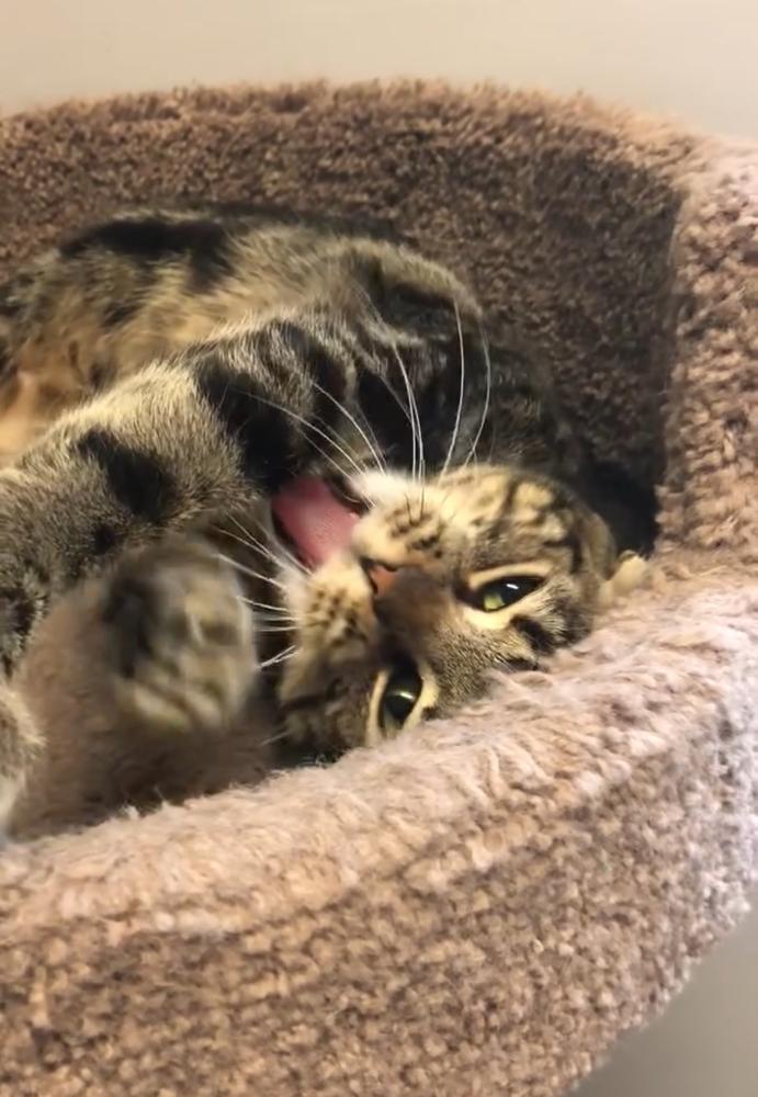 Peach, a Adoptable Domestic Short Hair in Hudson, NH image 4/4