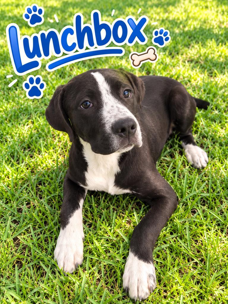 Lunchbox, Adoptable, Puppy Male German Shorthaired Pointer & Pit Bull Terrier.