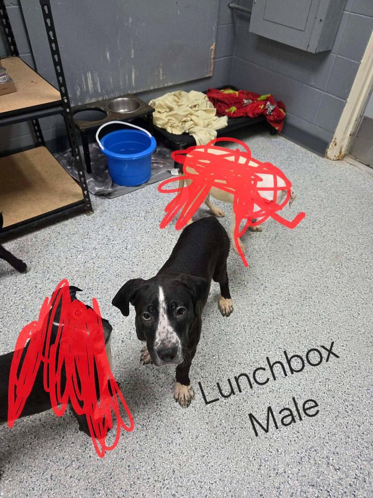 Enlarge Lunchbox, a Adoptable mixed breed in Livingston, LA image 2/3