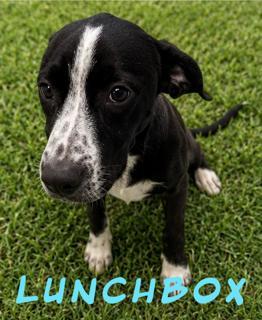 Enlarge Lunchbox, a Adoptable mixed breed in Livingston, LA image 3/3