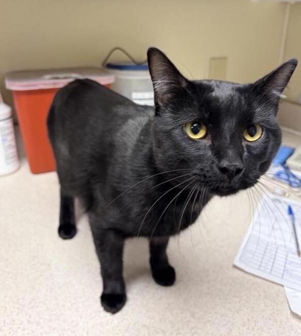 Enlarge Bucky, a Adoptable mixed breed in Great Falls, MT image 1/1