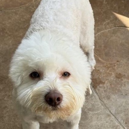 Beaumont, an adoptable Miniature Poodle, Schnauzer in cheyenne, WY, 82009 | Photo Image 3