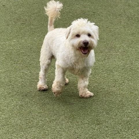 Beaumont, an adoptable Miniature Poodle, Schnauzer in cheyenne, WY, 82009 | Photo Image 4
