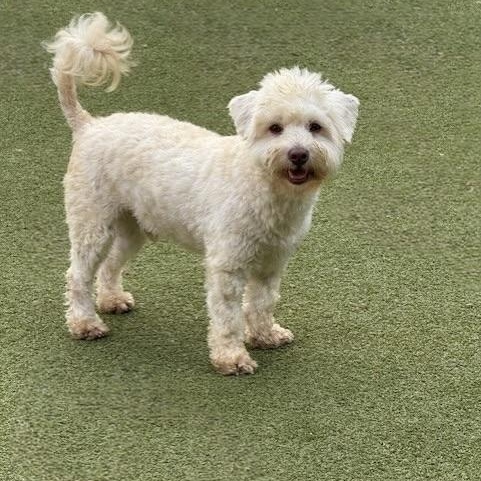 Beaumont, an adoptable Miniature Poodle, Schnauzer in cheyenne, WY, 82009 | Photo Image 1