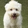 Beaumont, an adoptable Miniature Poodle, Schnauzer in cheyenne, WY, 82009 | Photo Image 2