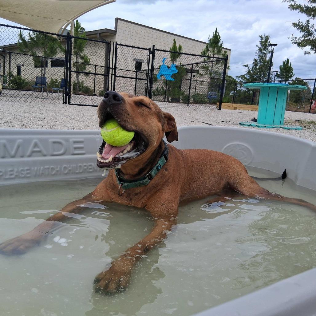 Goofy, a Adoptable mixed breed in Englewood, FL image 1/4