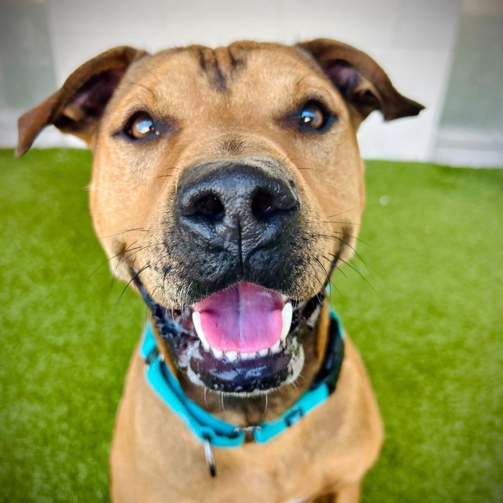 Goofy, Adoptable, Adult Male Mixed Breed & Mixed Breed.
