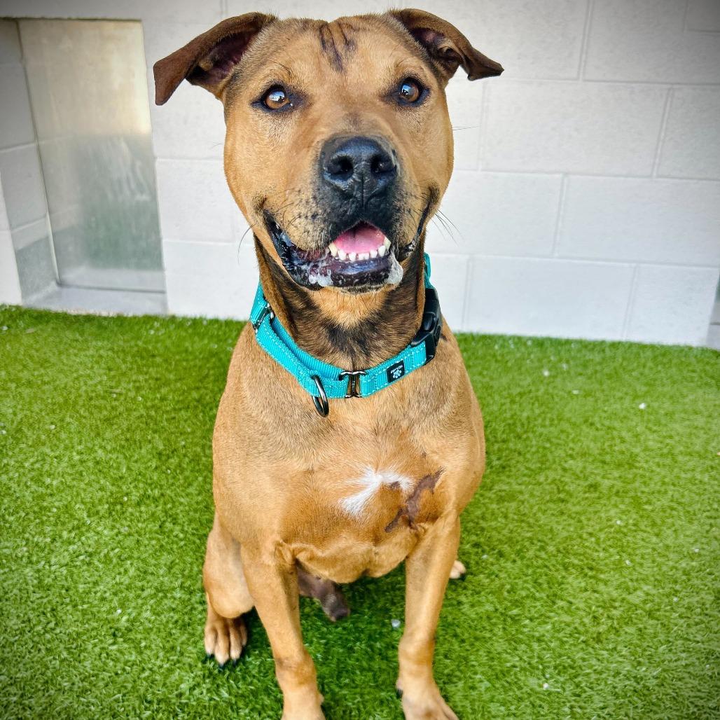 Goofy, a Adoptable mixed breed in Englewood, FL image 2/3