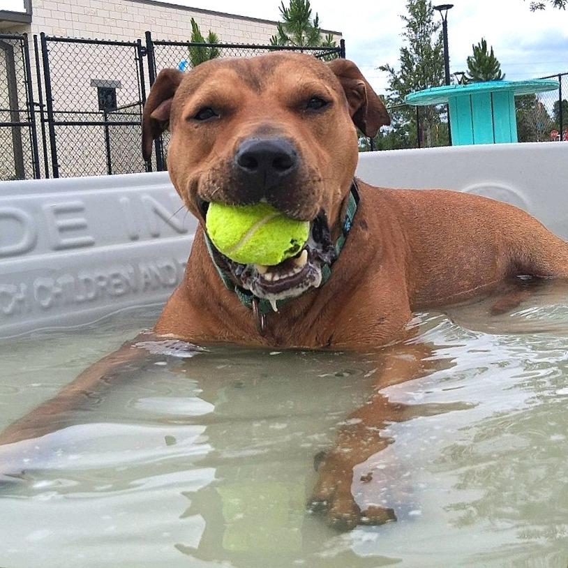 Goofy, a Adoptable mixed breed in Englewood, FL image 4/4