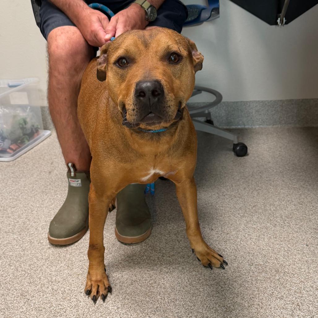 Goofy, a Adoptable mixed breed in Englewood, FL image 3/3