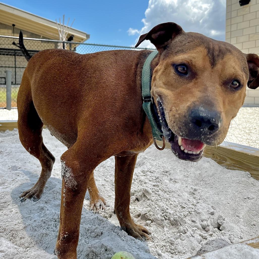 Goofy, a Adoptable mixed breed in Englewood, FL image 5/6