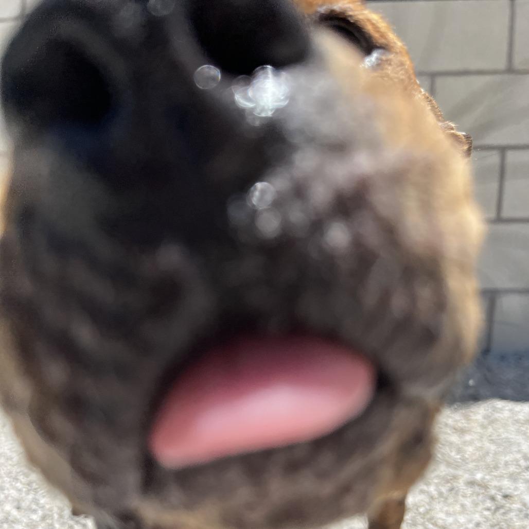 Goofy, a Adoptable mixed breed in Englewood, FL image 6/6