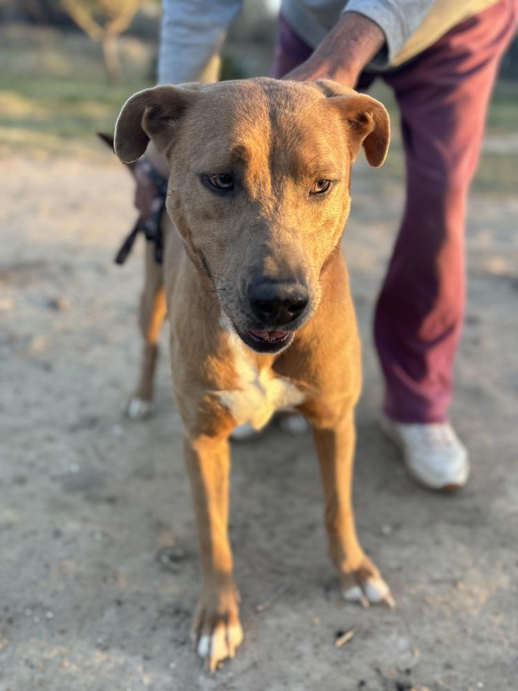 Cherry, an adoptable Chocolate Labrador Retriever, American Staffordshire Terrier in Hermantown, MN, 55811 | Photo Image 4