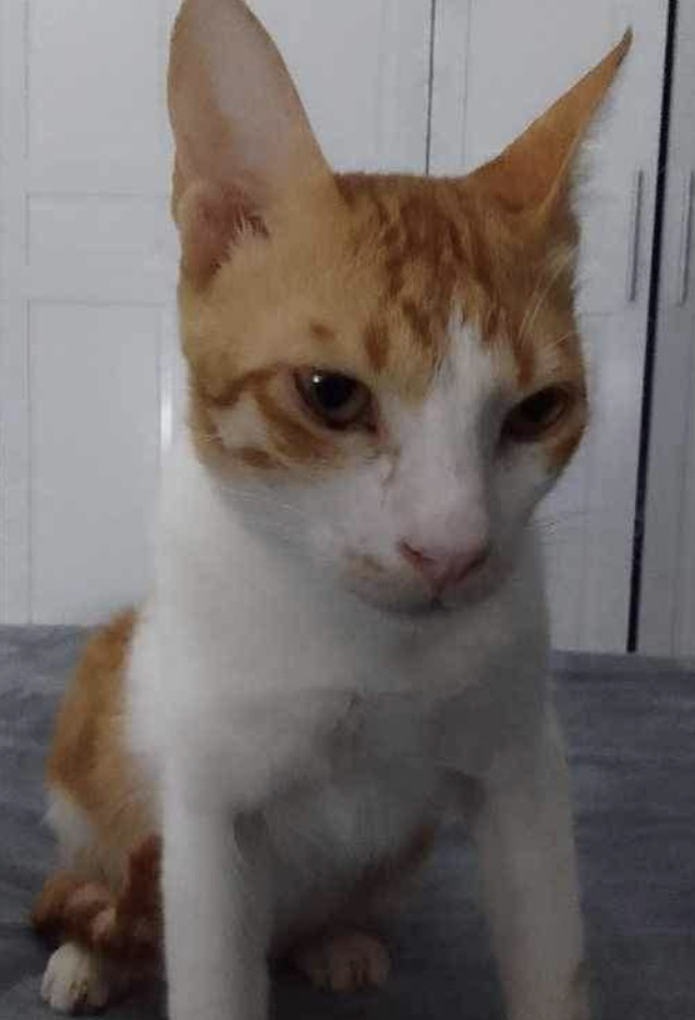 Enlarge Mad Max, a Adoptable Domestic Short Hair in Waltham, MA image 1/6