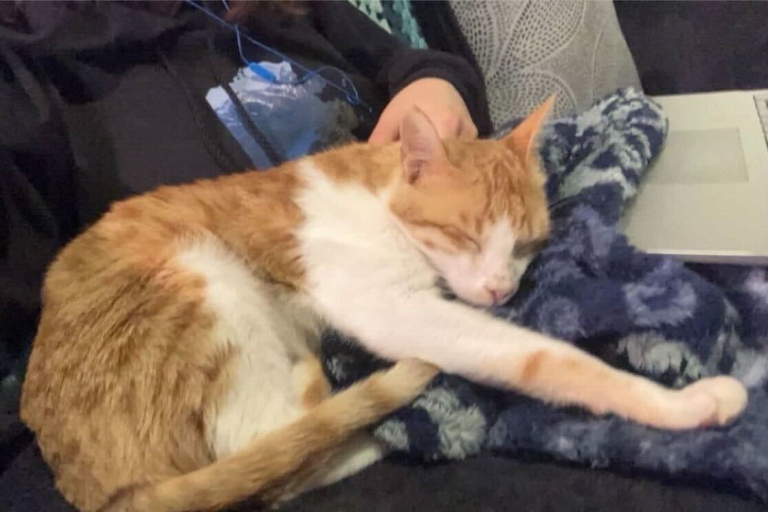 Enlarge Mad Max, a Adoptable Domestic Short Hair in Waltham, MA image 2/6