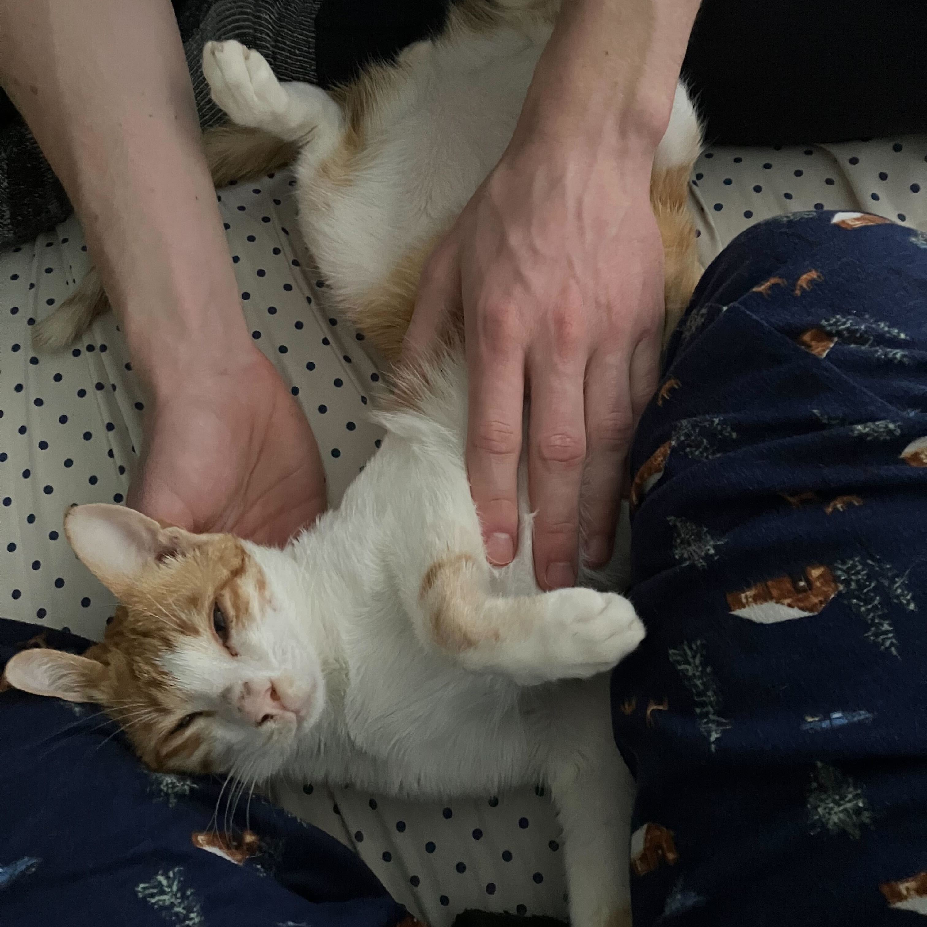 Enlarge Mad Max, a Adoptable Domestic Short Hair in Waltham, MA image 3/6