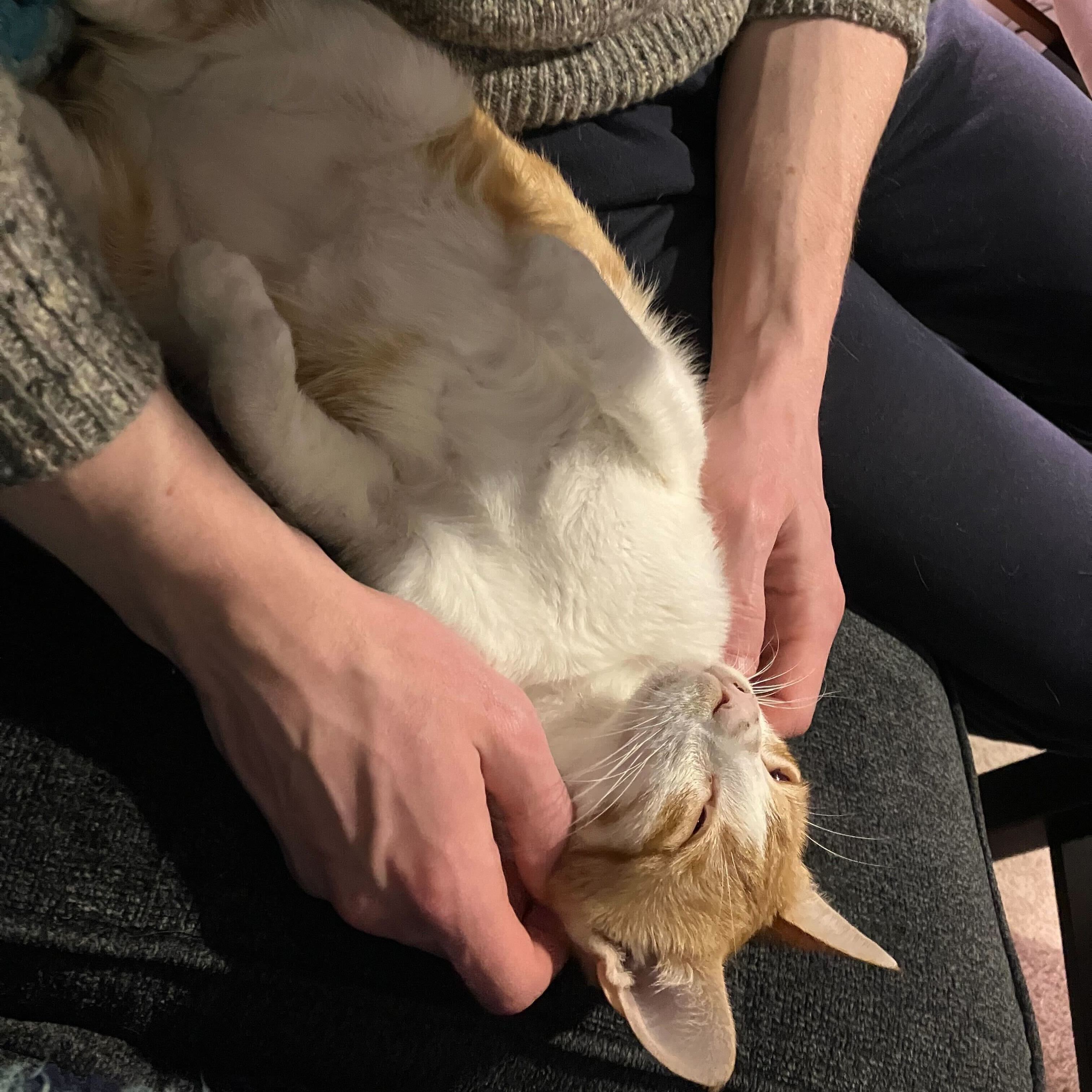 Enlarge Mad Max, a Adoptable Domestic Short Hair in Waltham, MA image 4/6