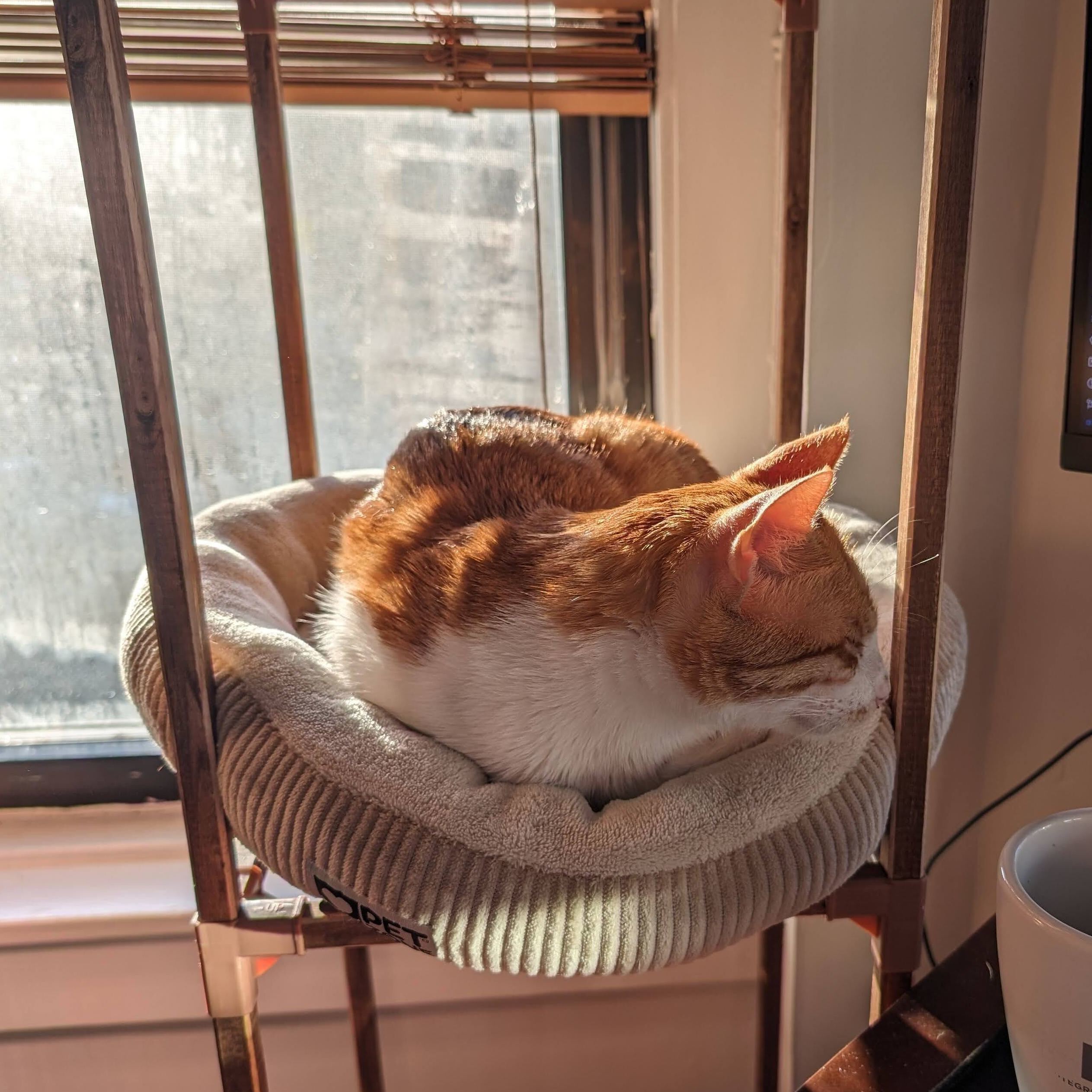 Enlarge Mad Max, a Adoptable Domestic Short Hair in Waltham, MA image 5/6